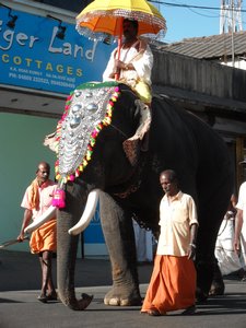 Elephant - Highstreet in India 