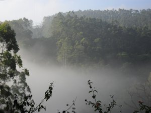 Morning mist on jungle safari