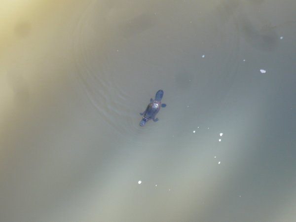 A Wild Platypus.