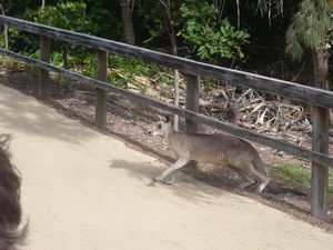 Mr Kangaroo!
