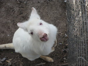 The cutest Albino Wallaby