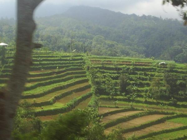 Rice terraces, the view from our hotel!