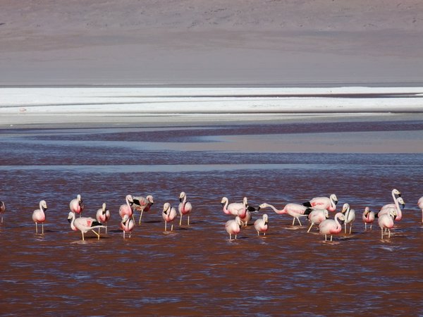 Laguna Colorada with Flamingos