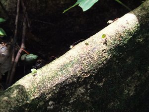 Tortuguero - Leaf cutter ants