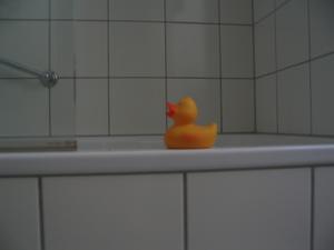 A Viennese duck