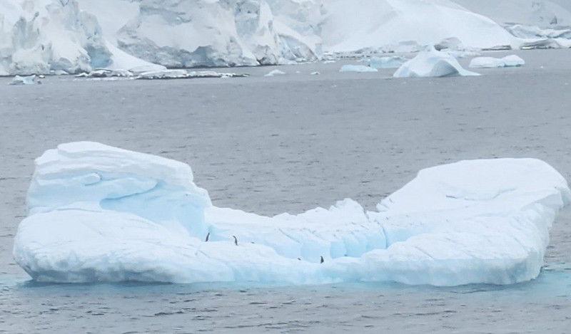 Penguins on an ice berg