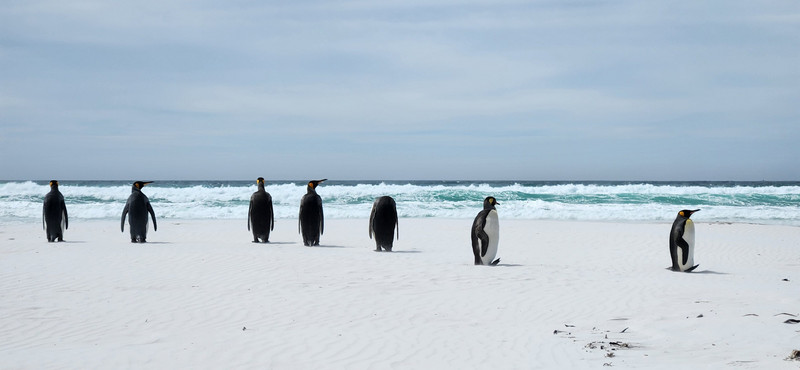 King Penguins on the beach at Volunteer Point