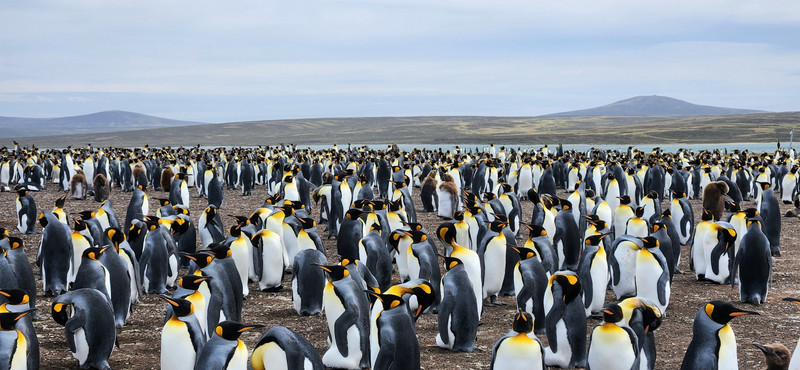King Penguin colony at Volunteer Point
