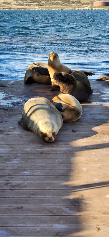 Welcome wagon of seals in Stanley
