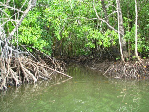 Mangrove Trees along the Daintree River