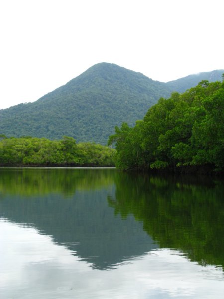 View of the Rainforest from the Daintree River