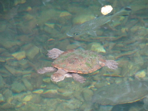 Fresh Water Turtle