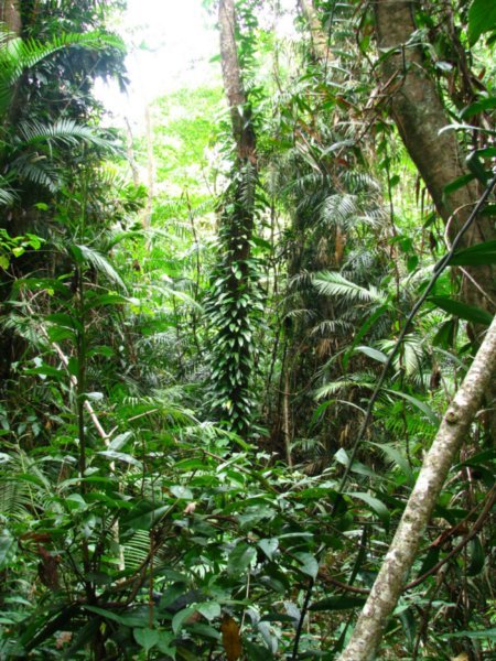 Rainforest vegetation