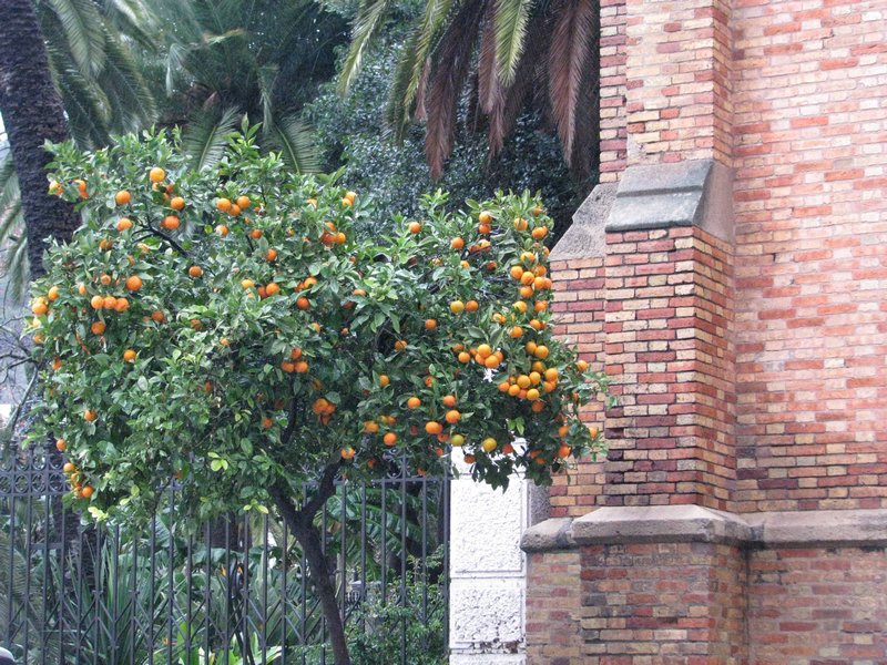 Orange trees all over the city