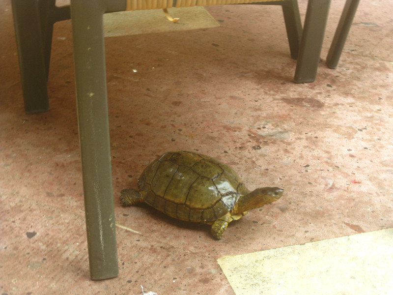Turtle At Breakfast