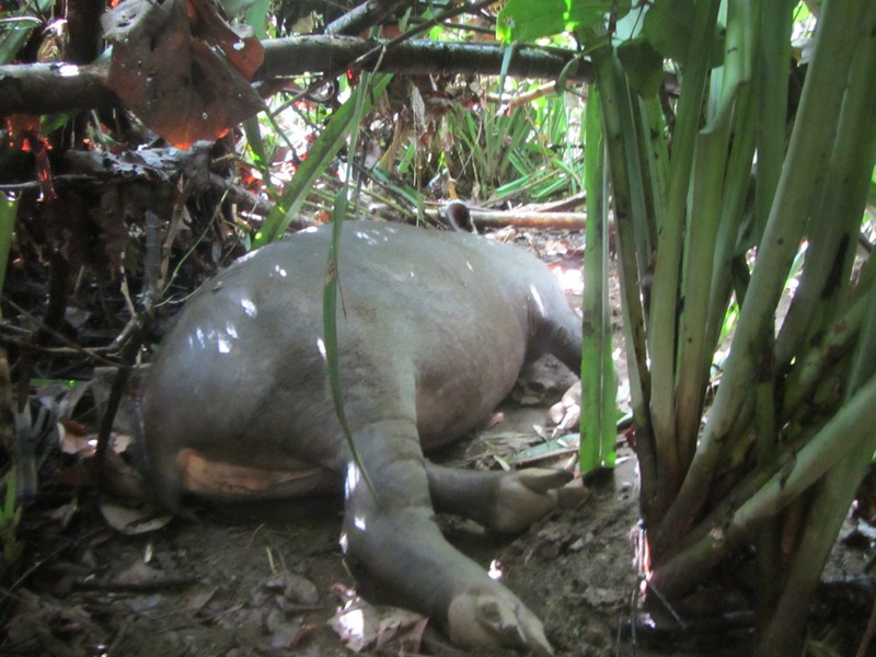 Sleeping Tapir