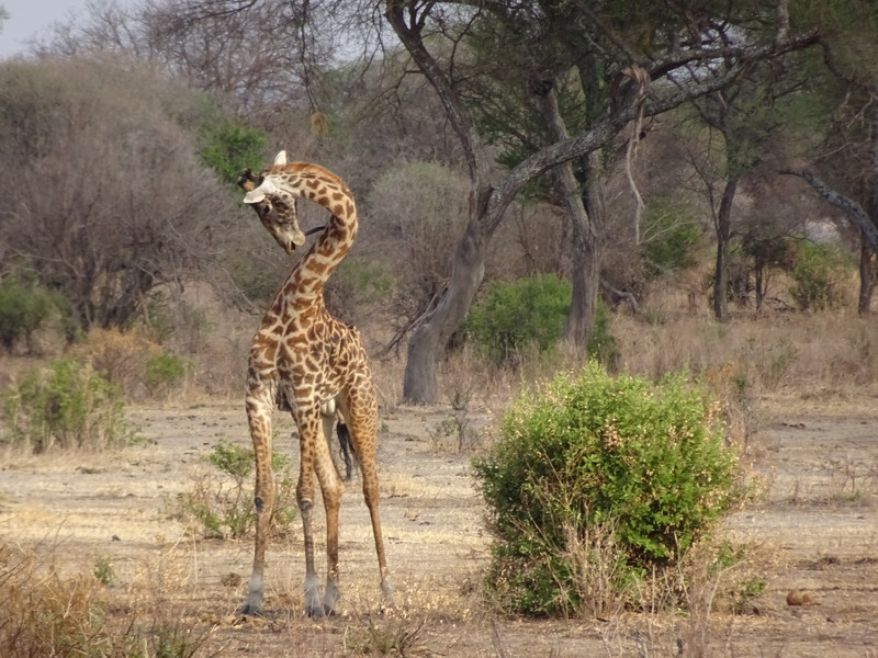 Itchy Giraffe