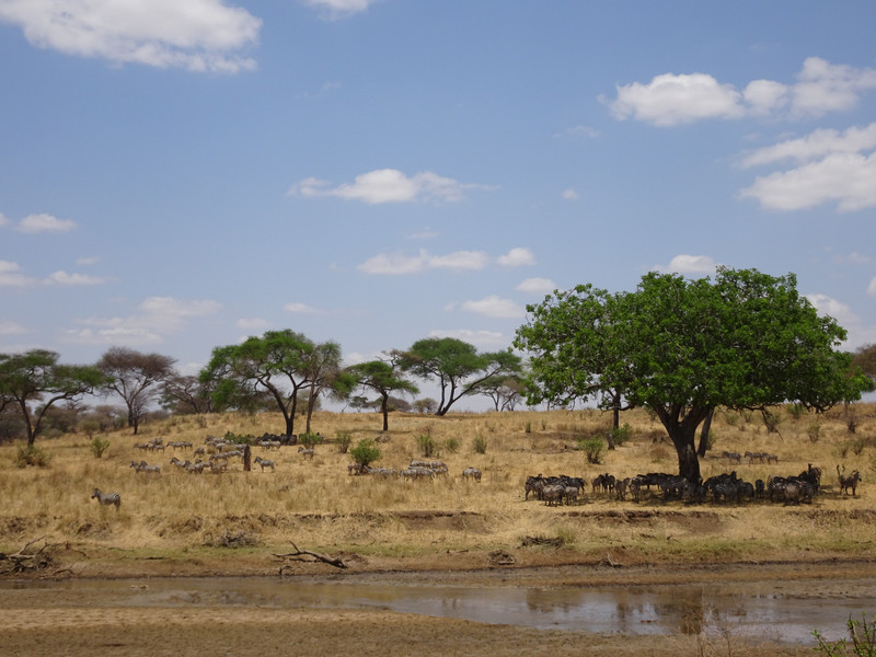 Zebras under Acacia tree