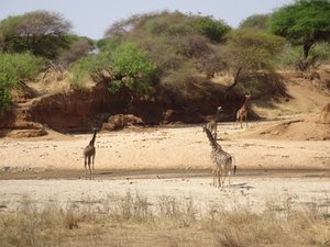 Giraffes on a dry riverbed