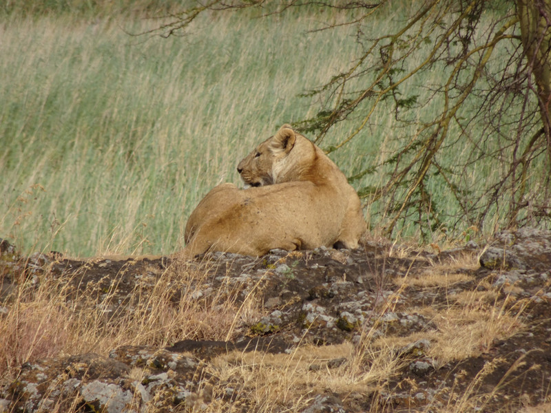 Female lion sunning herself