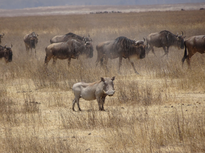 Warthog and Wildebeest