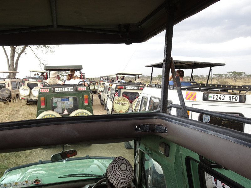 Serengeti Traffic Jam