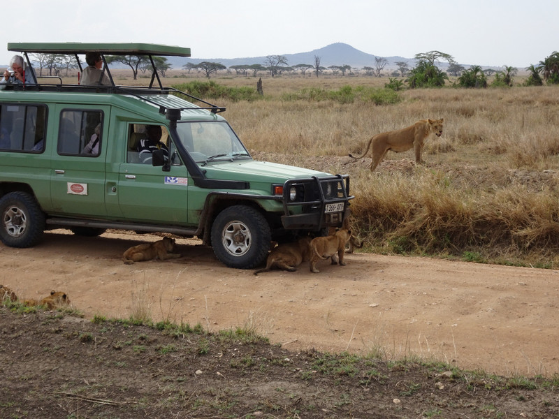 Standard Safari Vehicle