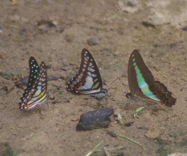 17. Some of the amazing butterflys at Mulu.