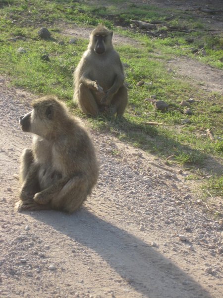 Monkeys, Amboseli