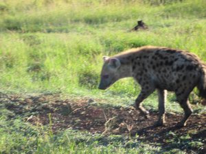 Hyena, Ngorongoro