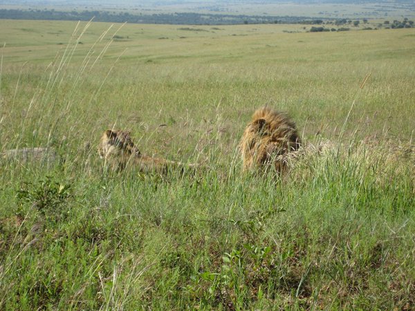 Lion & lioness, Maasai Mara