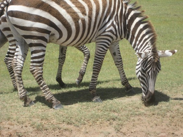 Zebra, Maasai Mara