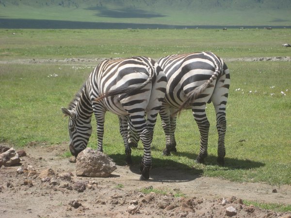Zebra, Maasai Mara
