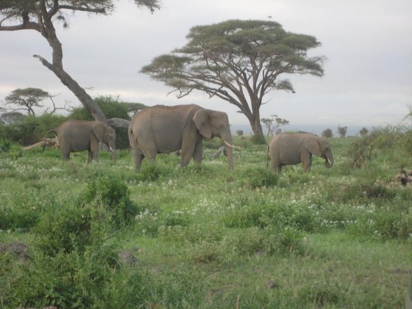 Elephants, Amboseli
