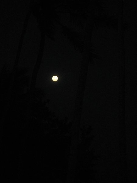 Full moon behind palms