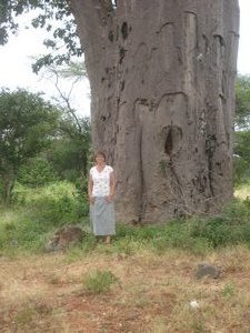 Baobab & Me