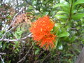 Southern Rata flower