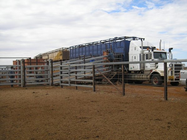Loading to Road Train with cattle