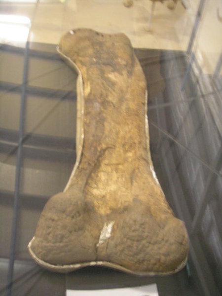 Dinosaur bone 180 kg 
