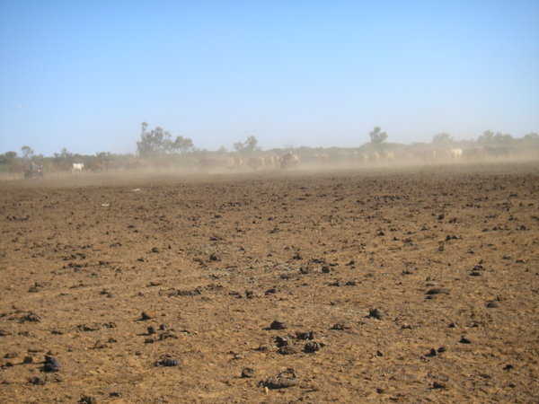 Cattle and dust