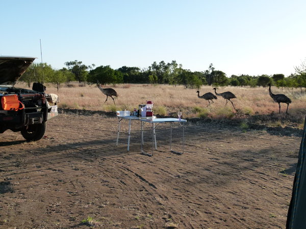 Emus waiting for brekky