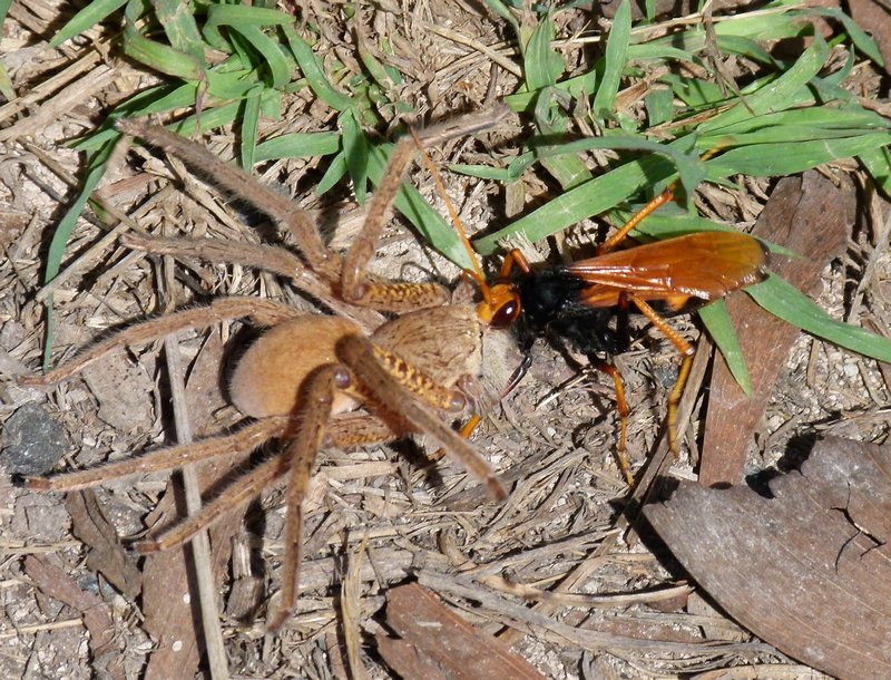 Wasp dragging a spider