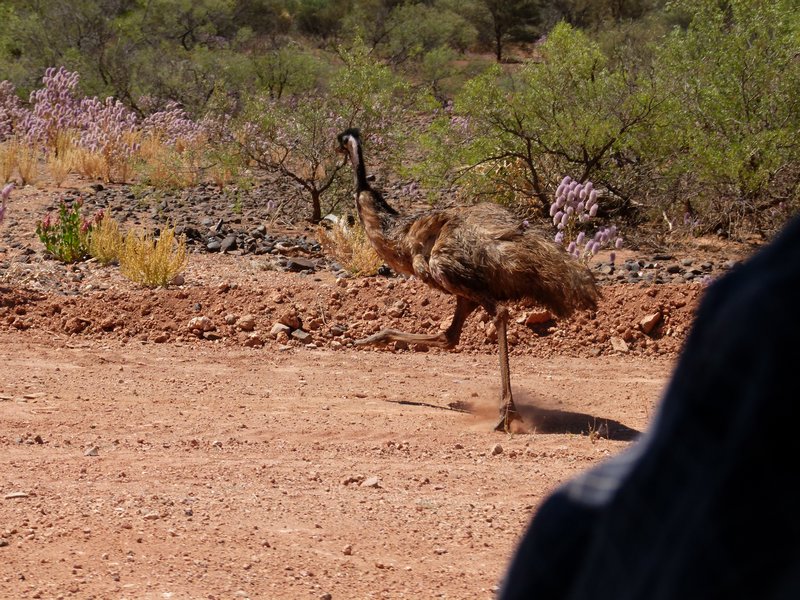 Outrunning the emu