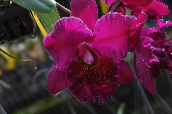 Kawamoto's Orchid Nursery