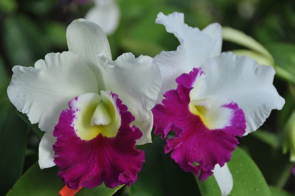 Kawamoto's Orchid Nursery