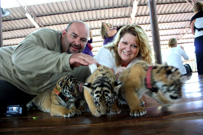 Tiger Cubs