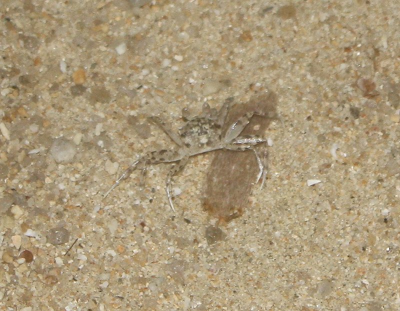 Sand crab nip nip
