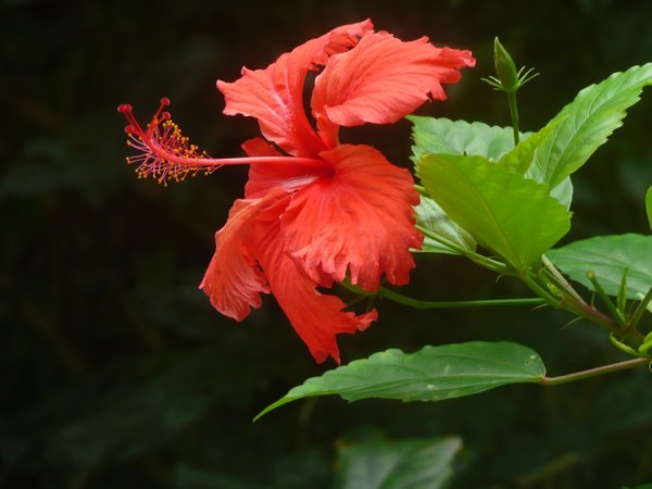 Red  hibiscus