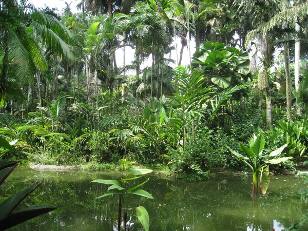 Singapore jungle