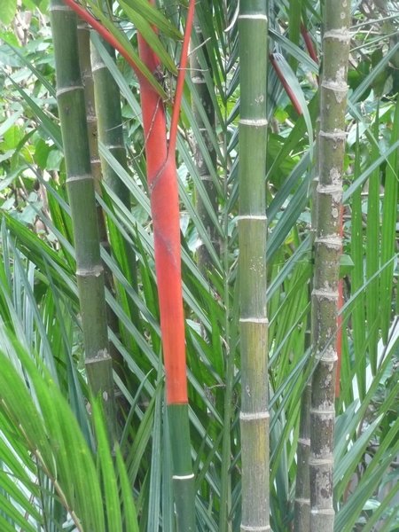 Red bamboo in the orchid gardens